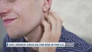 CDC: Dengue Virus On The Rise In The U.S.