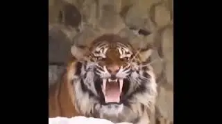 Aggressive Siberian Tiger World's Biggest Cat