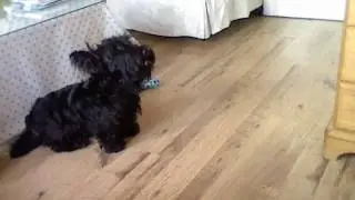 The Singing Scottie dog, 
