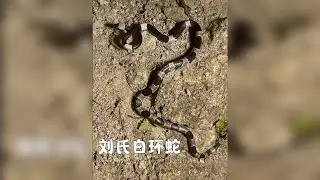 模仿毒蛇的无毒蛇&mdash;刘氏白环蛇