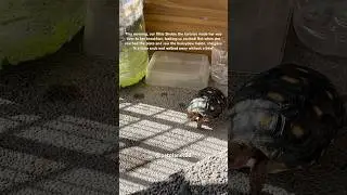 🐢Good morning! #petplanet88 #animalshorts #pets #youtubepets #tortoise #redfoot #cherryheadtortoise