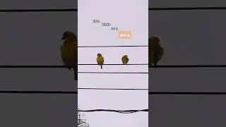 Two Birds