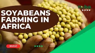Soya Beans Farming in Africa: Cultivating Prosperity in the Green Revolution