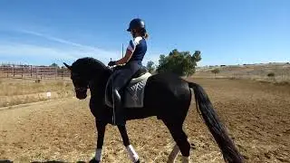 Test A Expert Level - Long arena ( online dressage International) Morante.