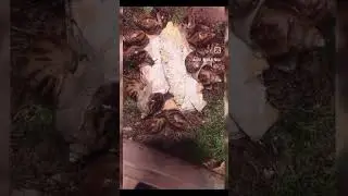 а вот так ужинают малыши #achatina achatina f4 и готовятся отправится в новые дома ❤️