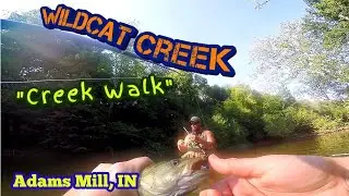 Wildcat Creek Smallmouth 