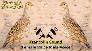 Female & Male Teetar ka Awaaz | Partridge Sound Jungle | Female Francolin Voice | Teear awaz boli