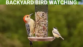 Backyard Bird Watching | Relaxing Bird Videos Heal Stress | Kingsyard Metal Mesh Feeder