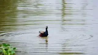 Bronze-winged jacana taking a bath