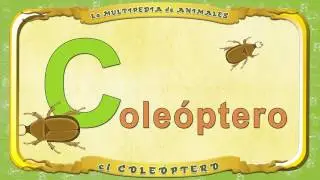 la Multipedia de animales.  Letra C -  el Cole&oacute;ptero