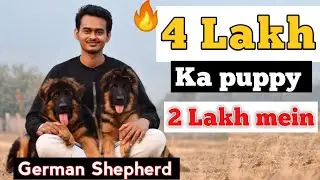 Imported German Shepherd For Sale || All India Delivery || Long Coat German Shepherd