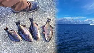 Sea perch fishing 03/06/2023 | Winter fishing from the pier | Puget sound pier fishing in WA state