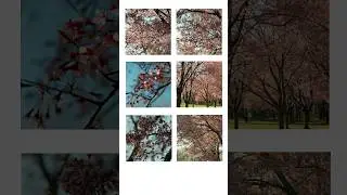 Spring is here 🌸 #shorts #cherryblossom #photography