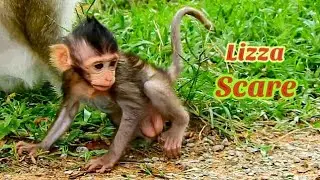 New baby monkey Lizza!!! What makes baby Lizza Scare?