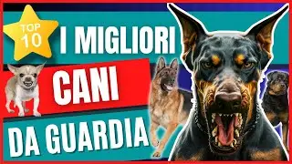 TOP 10: Le Migliori razze di Cani da Guardia | i cani migliori per la tua difesa