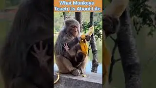  💖🌈3 Life Lessons from Three Monkeys 🐒 | Nature&rsquo;s Unexpected Wisdom&rdquo; #money #motivation #lifelessons