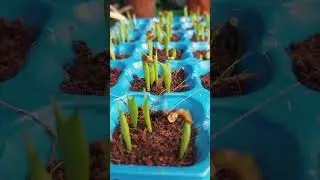 14 days old seedlings of Huernia,  Orbea and Echidnopsis