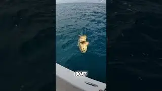 Рыбак выловил ОГРОМНУЮ рыбу-голиафа, совершив невероятный улов!