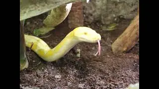 #Netzpython#snake#schlange#reptiles
