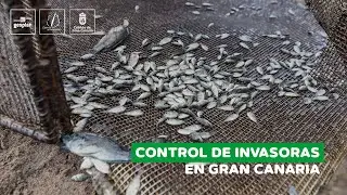 Control de Especies Invasoras en Gran Canaria