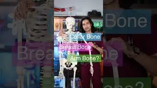 Scientific Names for Bones #science #biology #humanbiology