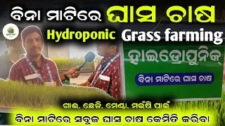Hydroponic grass farming in odisha[ବିନା ମାଟିରେ ଘାସ ଚାଷ]Ghasa chasa odia|Grass farming for goat & cow