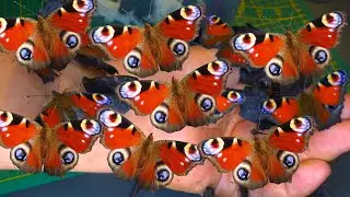 Butterflies are my friends: I raised too many BUTTERFLIES! (Aglais io)