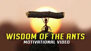 Wisdom Of The Ants (Ants Mentality) - Best Motivational Video - Motivation 2021