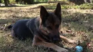 Connecting Cortisol, Dopamine, Exercise & Behavior for Dogs