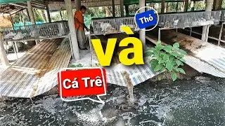 Nuôi Thỏ Giống, Thỏ Thịt Kết Hợp Nuôi Cá Trê Lai ( Tập 01 ) Cho Hiệu Quả Cao | Thỏ Miền Nam #1