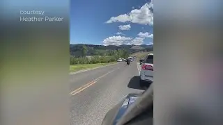 Watch: Bison growls as it stops traffic in Yellowstone