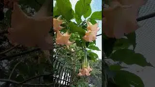 Angel's Trumpet in Full Bloom! 🌺 | Backyard Bliss #Shorts