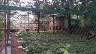 Bannerghetta National Park- Leopard Enclosure.