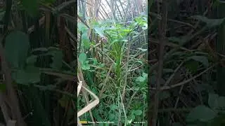 watercress hunting, wow it's amazing, its big #food #israel #buhayofw #gardening #garden #highlights