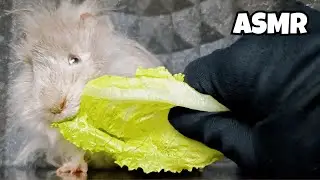 Guinea Pig Takes on Giant Lettuce 🐹🥬 &mdash; ASMR Mukbang!