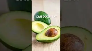 Can Dogs Eat Avocados🥑 🍴