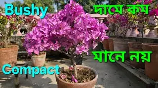 Bushy Compact Bougainvillea|Dwarf Compact Bougainvillea|@SubMomThita 