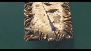 King Harbor Seals and Sealions Aerial [4K]