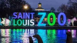 St. Louis Zoo Tour (Aesthetic)