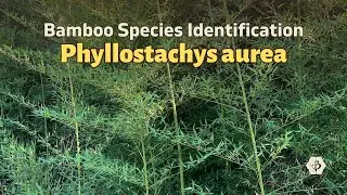 Bamboo Species Identification: Golden Bamboo aka Phyllostachys aurea