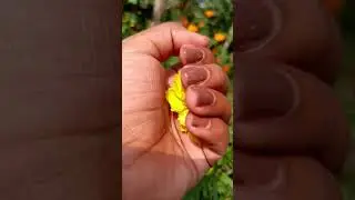 #tara #flowers #shortvideo #love #flowers #nature