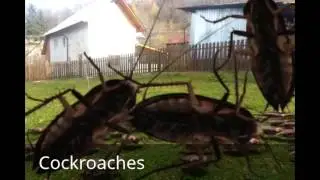 FxGuru - 6 Great Video Effects