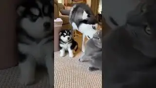 Dad Husky Yeets Bully Cat Into the Trash 2.0😂🐕🐱 #HuskyDad #CatYeet #PetJustice