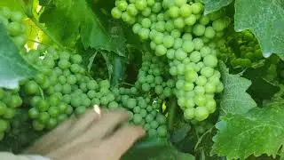 Vi&ntilde;edos de alta producci&oacute;n