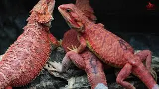 Bearded dragons ORANGE x RED CORAL 2018 babies