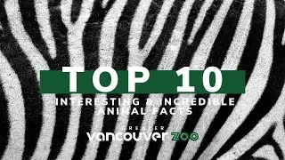 Zebra Facts! Top 10 Interesting & Incredible Facts About Zebras (#InternationalZebraDay)