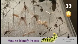 What is that bug 🐝  Kids Bug Hunt Guide 🕷 🐛 🐜 | AMI Studios Chicago