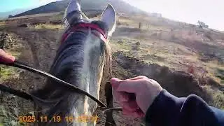 Kayseri/Burak At Çiftliği/ Bravo (Taha)