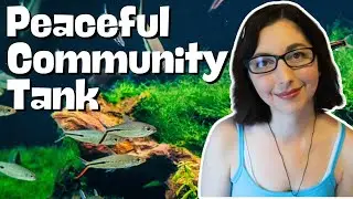 Peaceful Community Aquariums for Beginners 🐠 The Ultimate Guide for Community Tanks 🐠