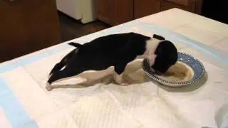 Dog Flip